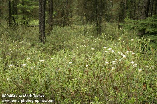 Ledum groenlandicum