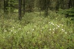 Labrador Tea in bog forest