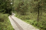 Boardwalk through bog forest w/ Labrador Tea, Shore Pines