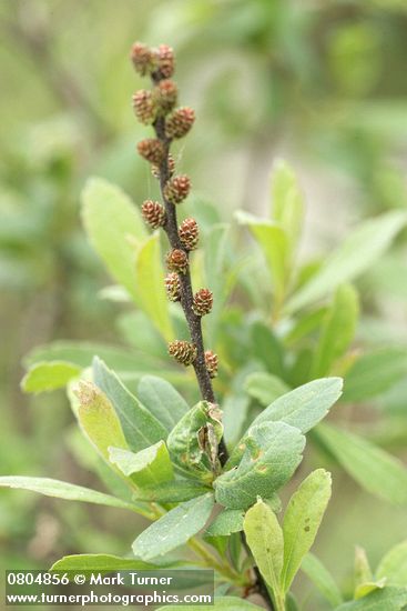 Myrica gale