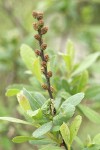 Sweet Gale female blossoms & foliage