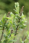 Sweet Gale female blossoms & foliage