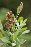 Sweet Gale male blossoms & foliage