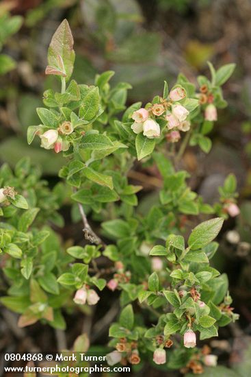 Vaccinium uliginosum