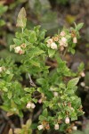 Bog Bilberry