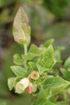 Bog Bilberry blossoms & foliage detail