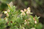 Bog Bilberry blossoms & foliage
