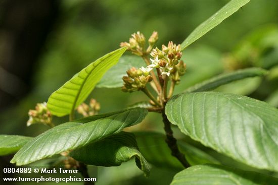 Frangula purshiana (Rhamnus purshiana)