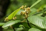 Cascara Buckthorn blossoms & foliage