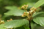 Cascara Buckthorn blossoms & foliage