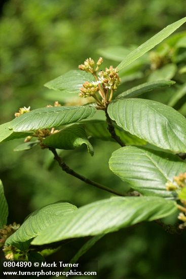 Frangula purshiana (Rhamnus purshiana)
