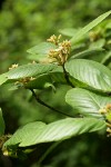 Cascara Buckthorn blossoms & foliage