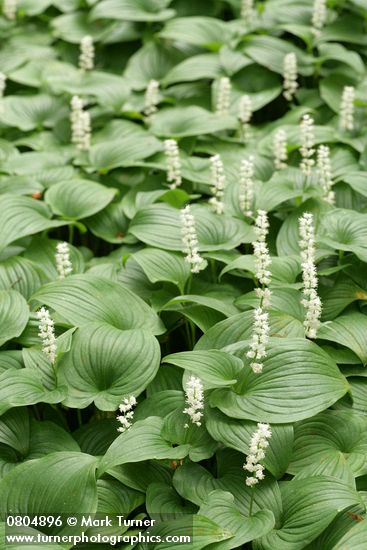 Maianthemum dilatatum