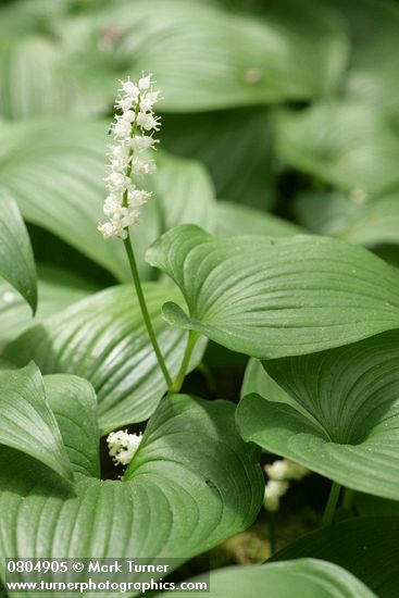 Maianthemum dilatatum