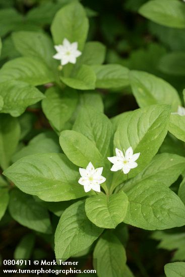Trientalis borealis ssp. latifolia