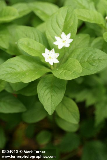 Trientalis borealis ssp. latifolia