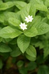 Pacific Starflower blossoms & foliage