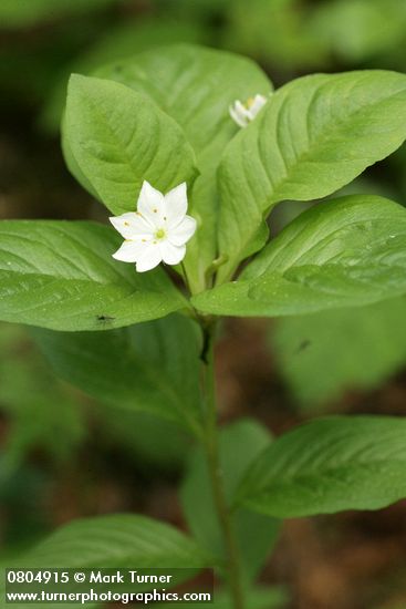 Trientalis borealis ssp. latifolia