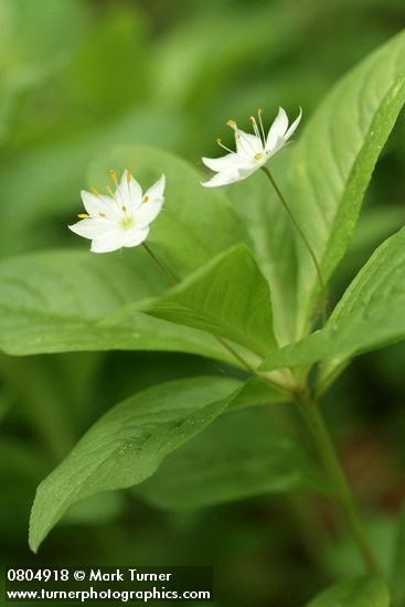 Trientalis borealis ssp. latifolia