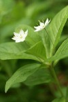 Pacific Starflower blossoms & foliage
