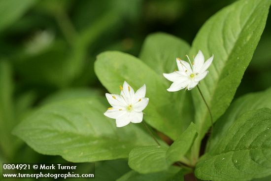 Trientalis borealis ssp. latifolia