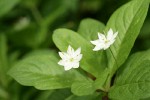 Pacific Starflower blossoms & foliage
