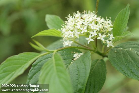 Cornus sericea