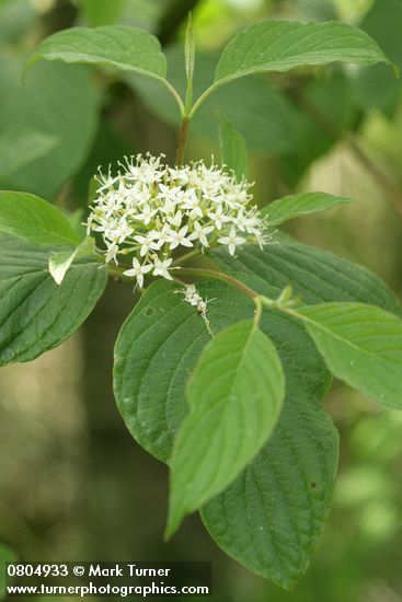 Cornus sericea