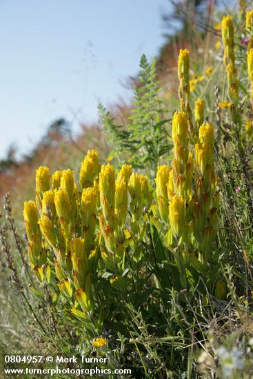 Castilleja levisecta