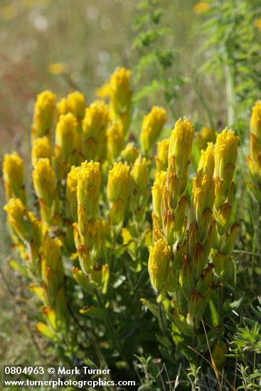 Castilleja levisecta