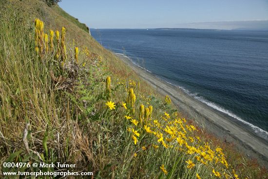 Castilleja levisecta; Eriophyllum lanatum