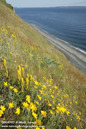 Castilleja levisecta; Eriophyllum lanatum