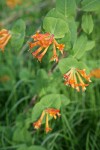 Orange Honeysuckle