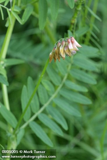 Vicia nigricans ssp. gigantea