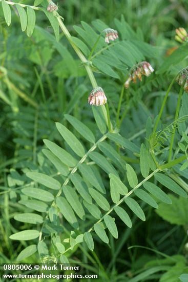 Vicia nigricans ssp. gigantea