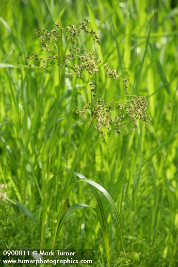 Scirpus microcarpus