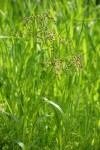 Panicled (Small fruited) Bulrush