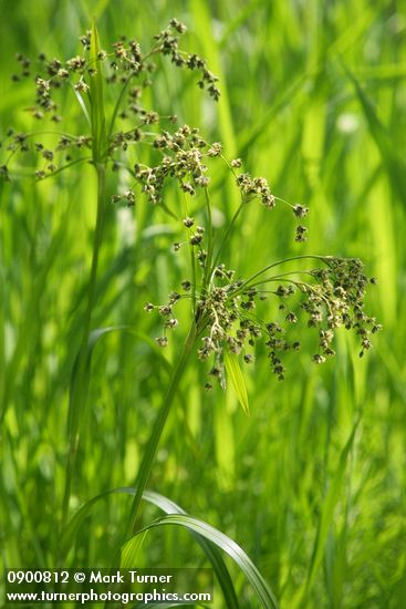 Scirpus microcarpus