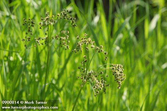 Scirpus microcarpus