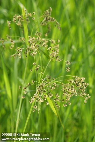 Scirpus microcarpus