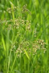 Panicled (Small fruited) Bulrush inflorescence