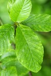 Cascara foliage