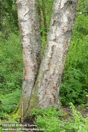 Betula papyrifera