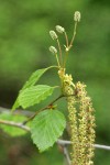 Paper Birch foliage, female & male catkins detail