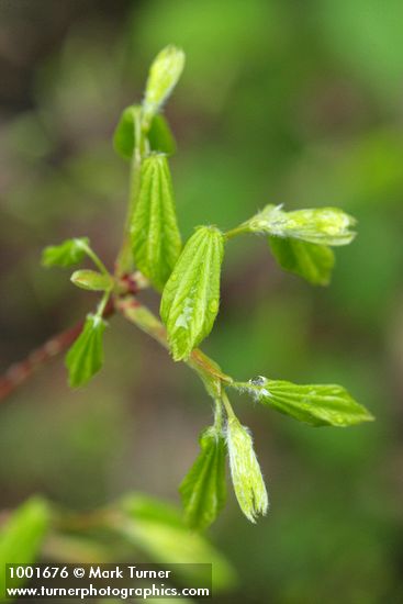 Acer circinatum