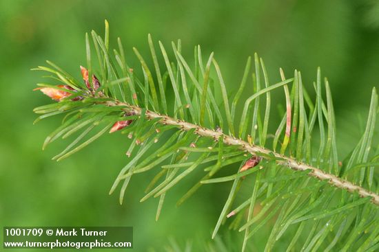 Pseudotsuga menziesii