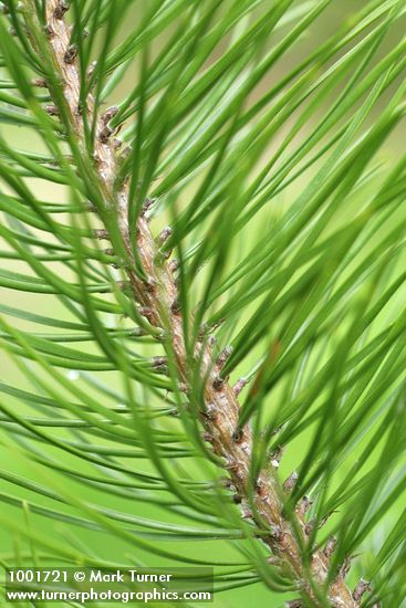 Pinus contorta