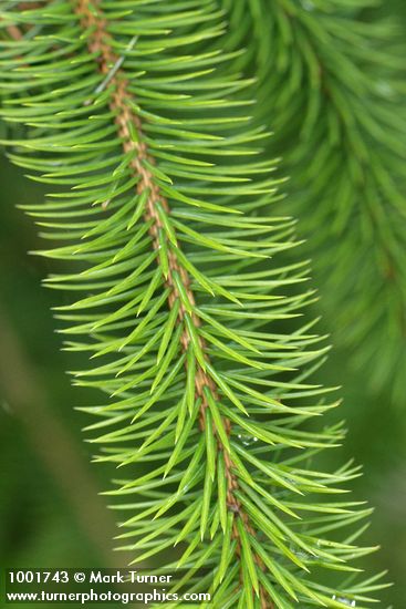 Picea sitchensis
