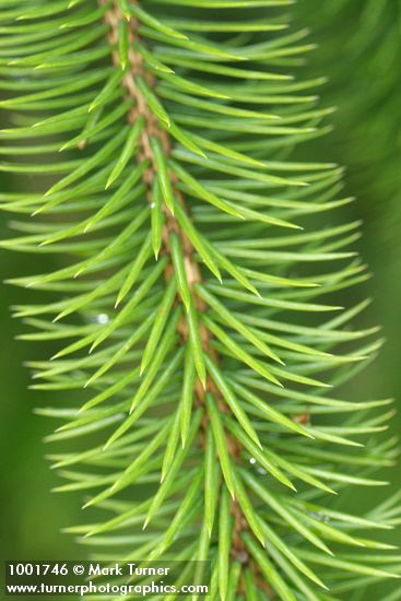 Picea sitchensis