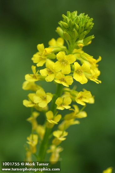 Brassica rapa ssp. campestris (Brassica campestris)
